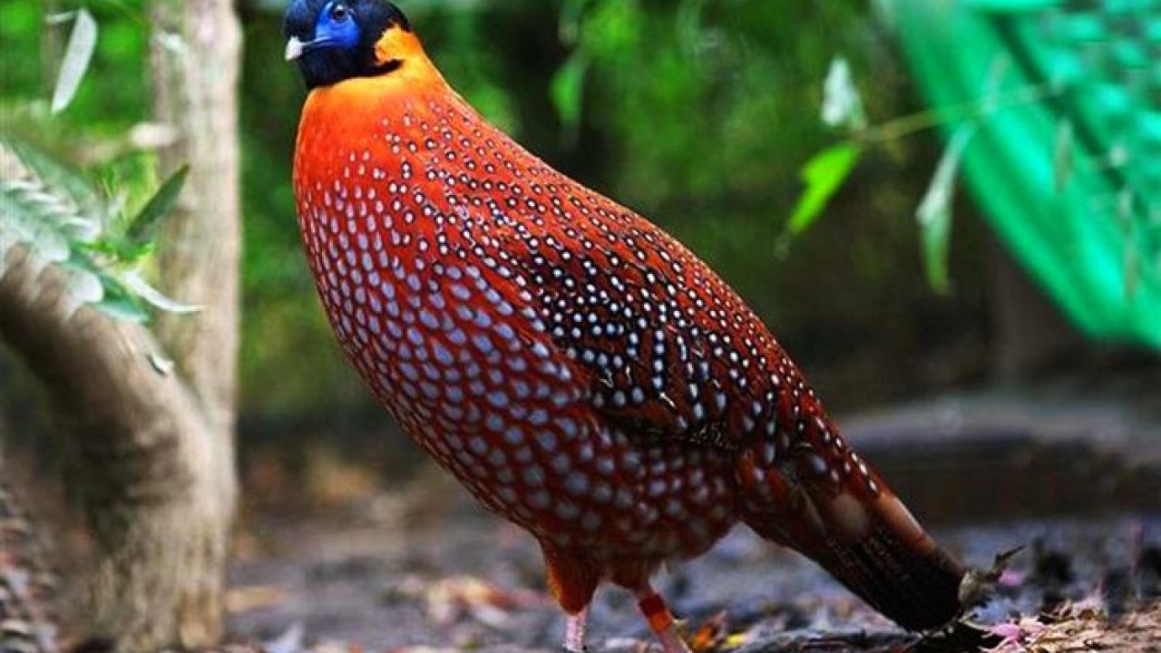 Himachal Pradesh is home to 45 percent of total bird species in India -  Planet Custodian