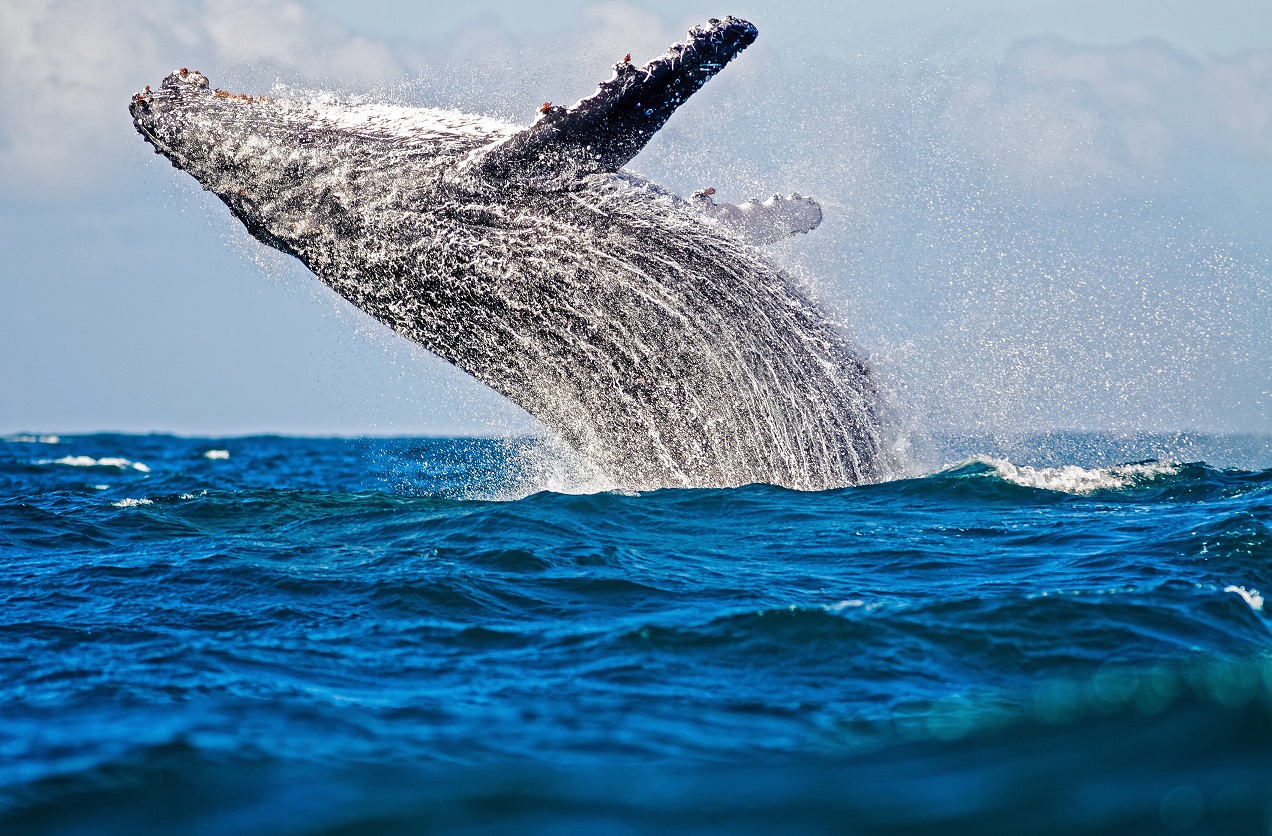 Whale breaching by Geo Cloete from South Africa in Topside category (Gold)