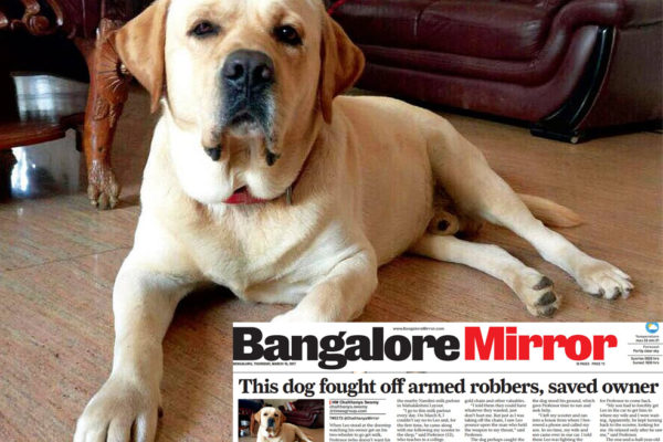 bangalore dog fights armed robbers to save his master