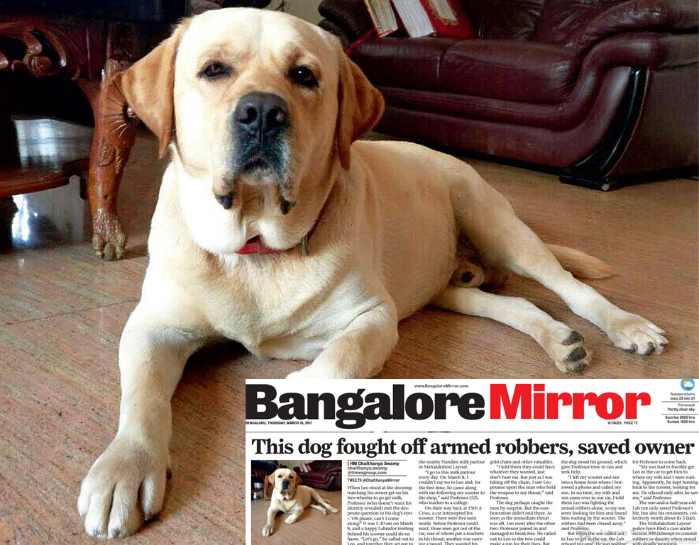 bangalore dog fights armed robbers to save his master