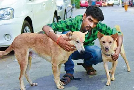 heroic street dogs