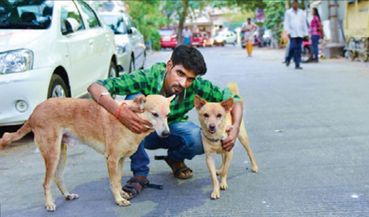 heroic street dogs