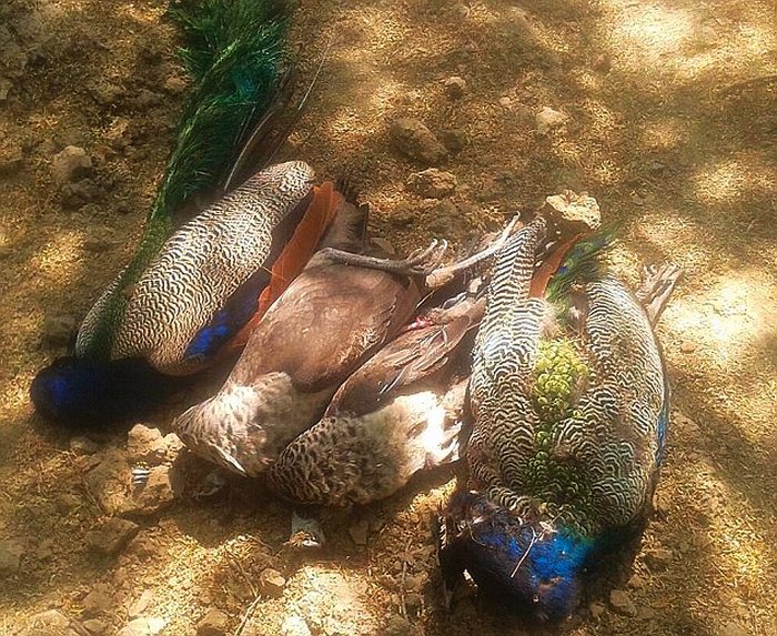 peacock in bundi