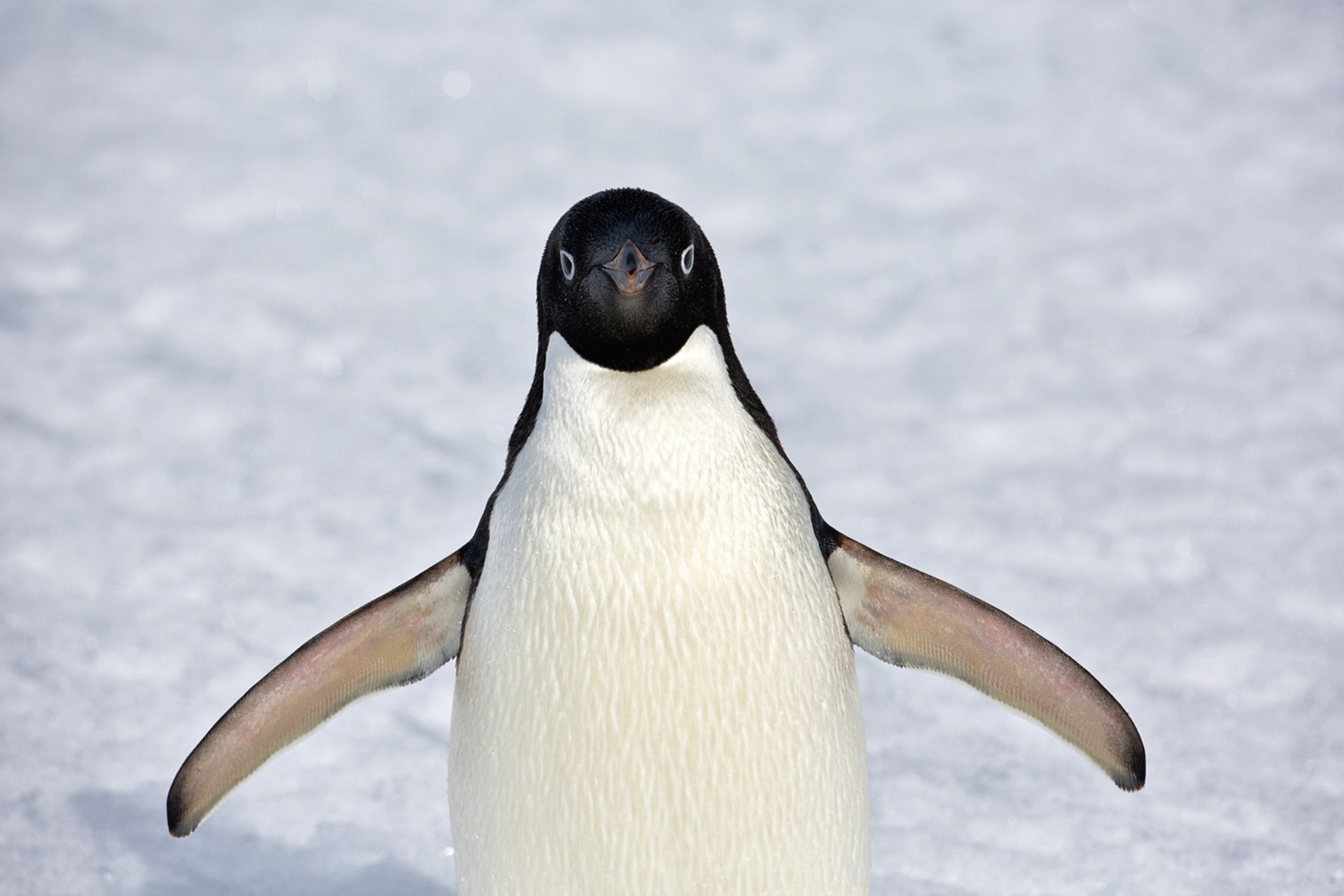 photographer ira meyer antarctica photo collection 2