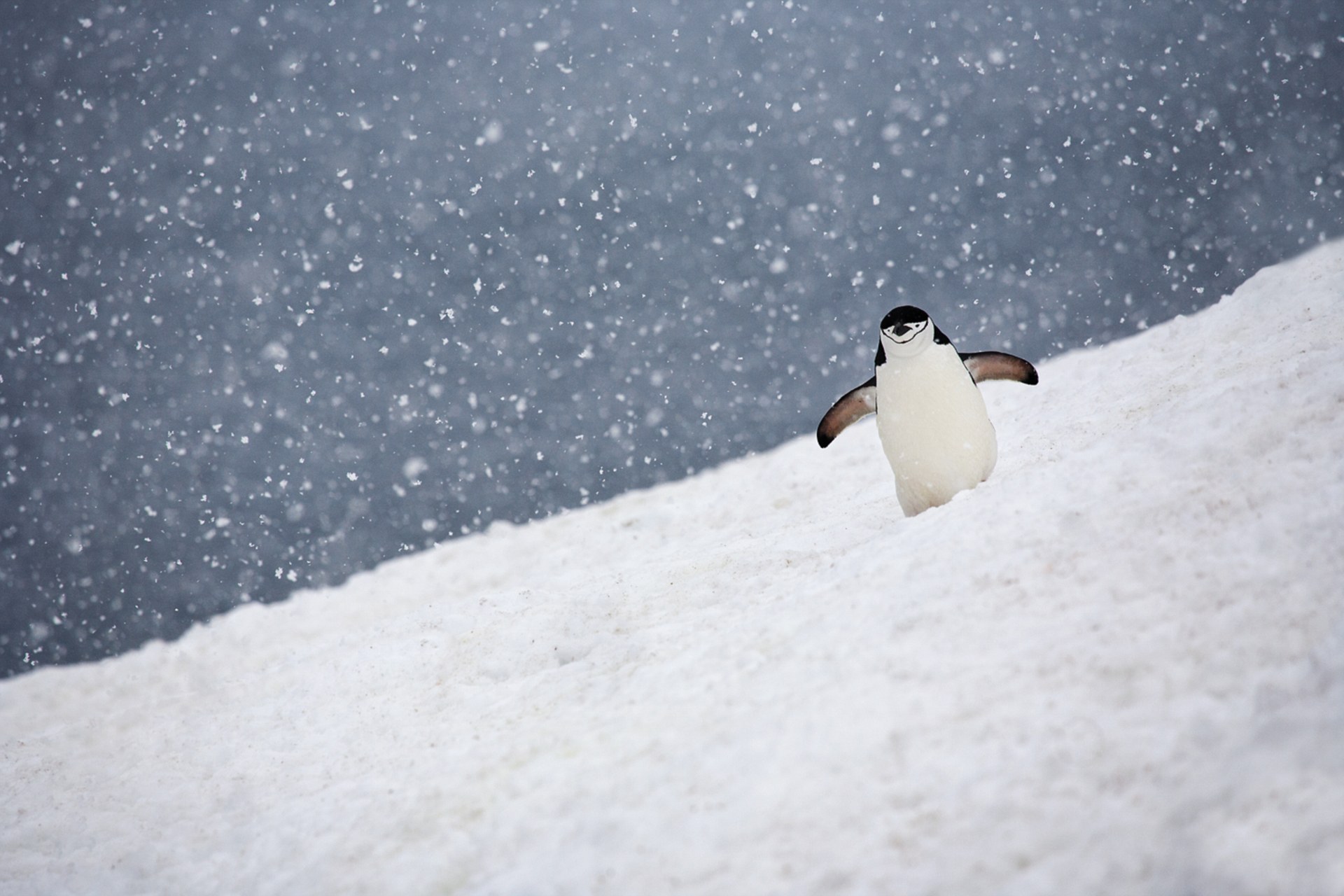 photographer ira meyer antarctica photo collection 8