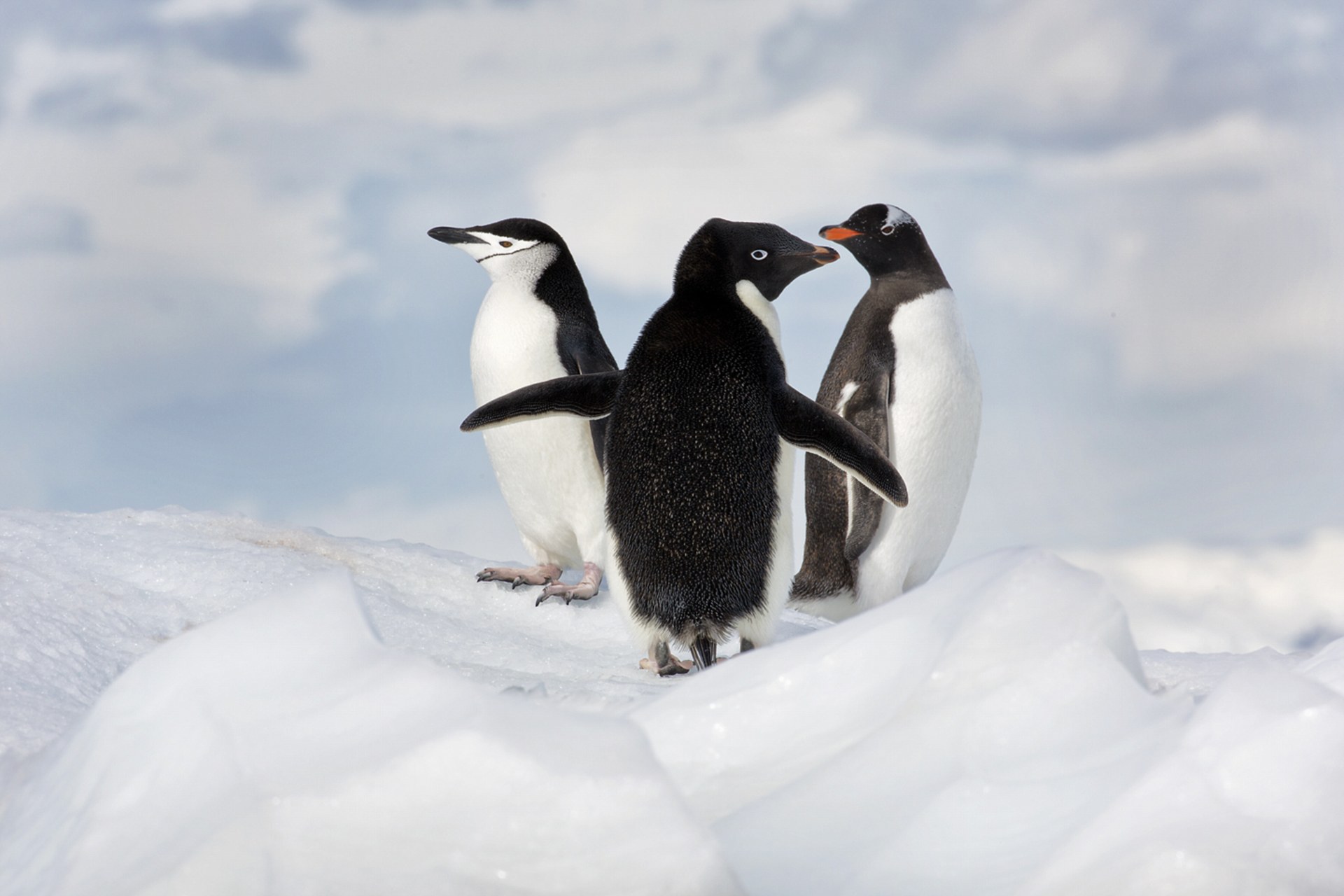 photographer ira meyer antarctica photo collection 9