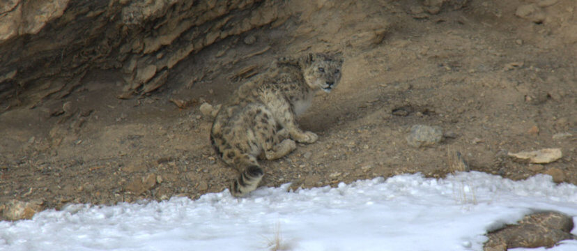 snow leopard in kibber