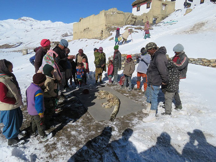 snow leosnow leopard in spiti valleypard in spiti valley