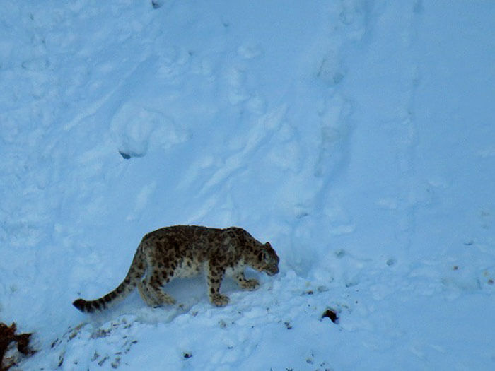 villagers pay respect to snow-leopard