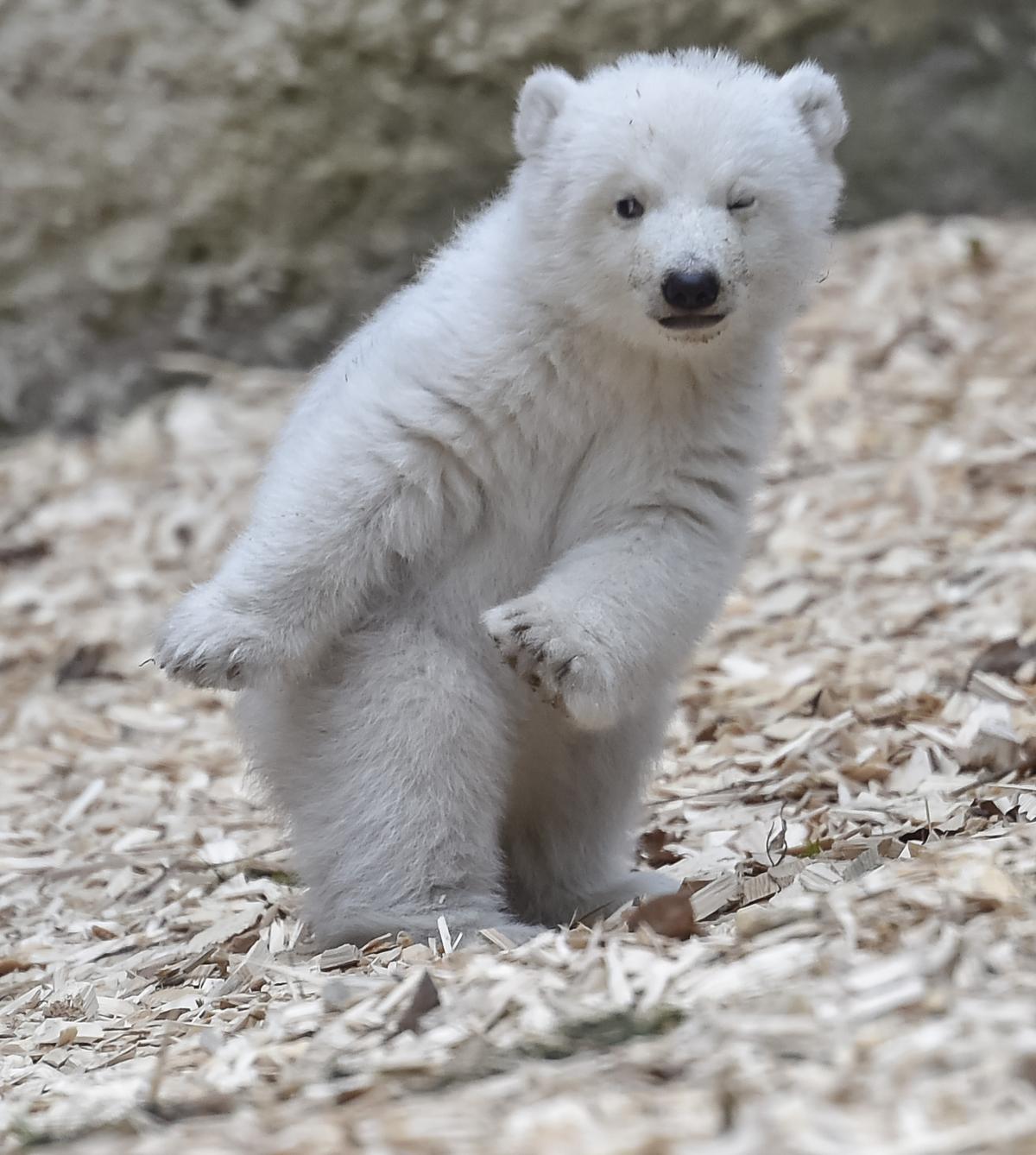 14-week-old polar bear at the zoo Hellabrunn in Munich