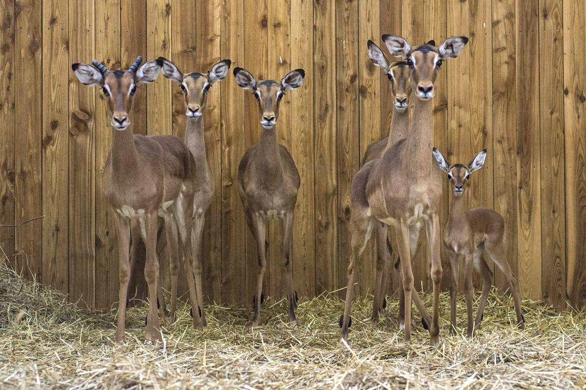 A 12-day old impala calf stands and fellow impalas in their Veszprem Zoo enclosure in Veszprem, Hungary