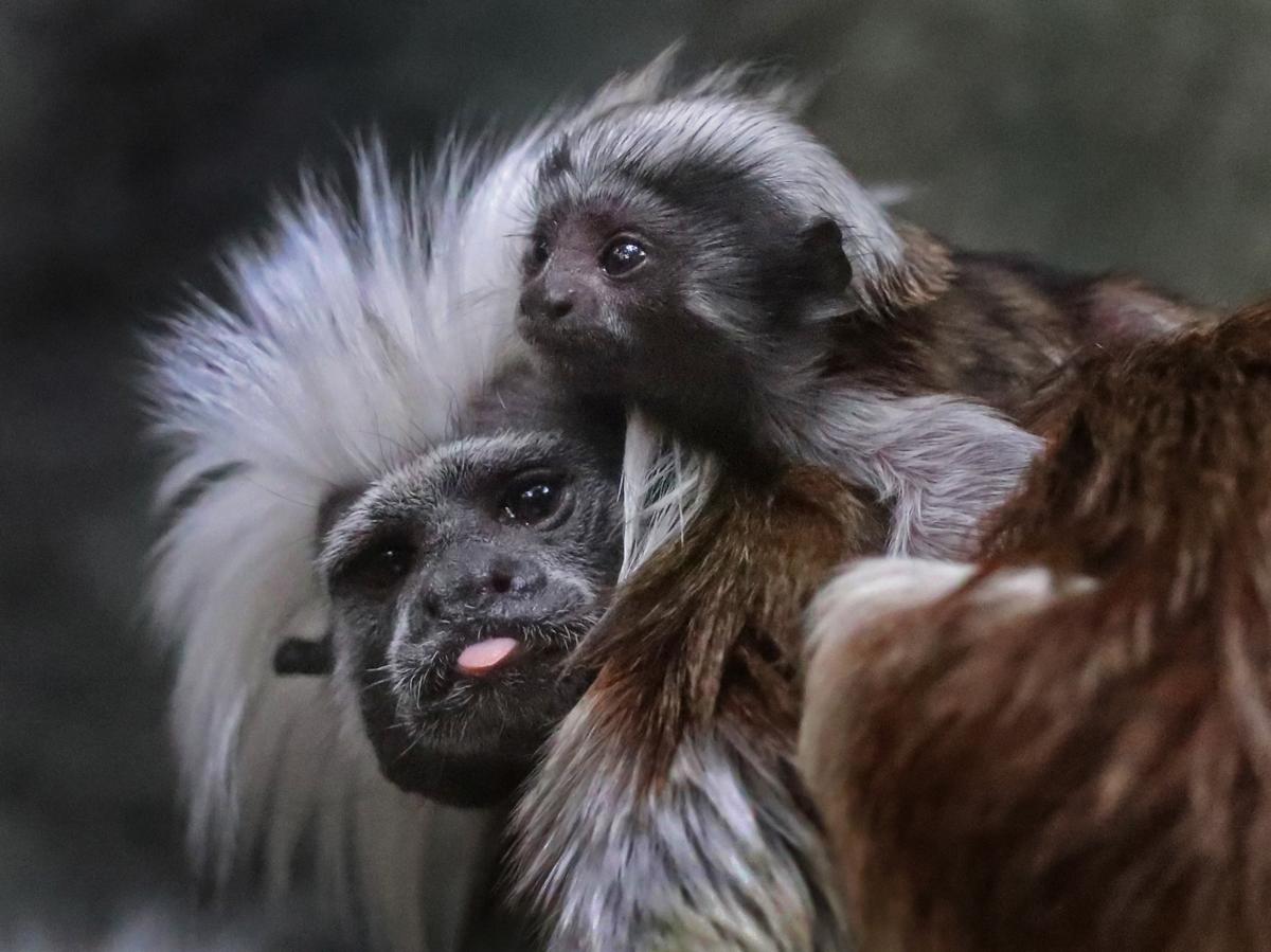 A Cotton-top tamarin baby at Franklin Park Zoo