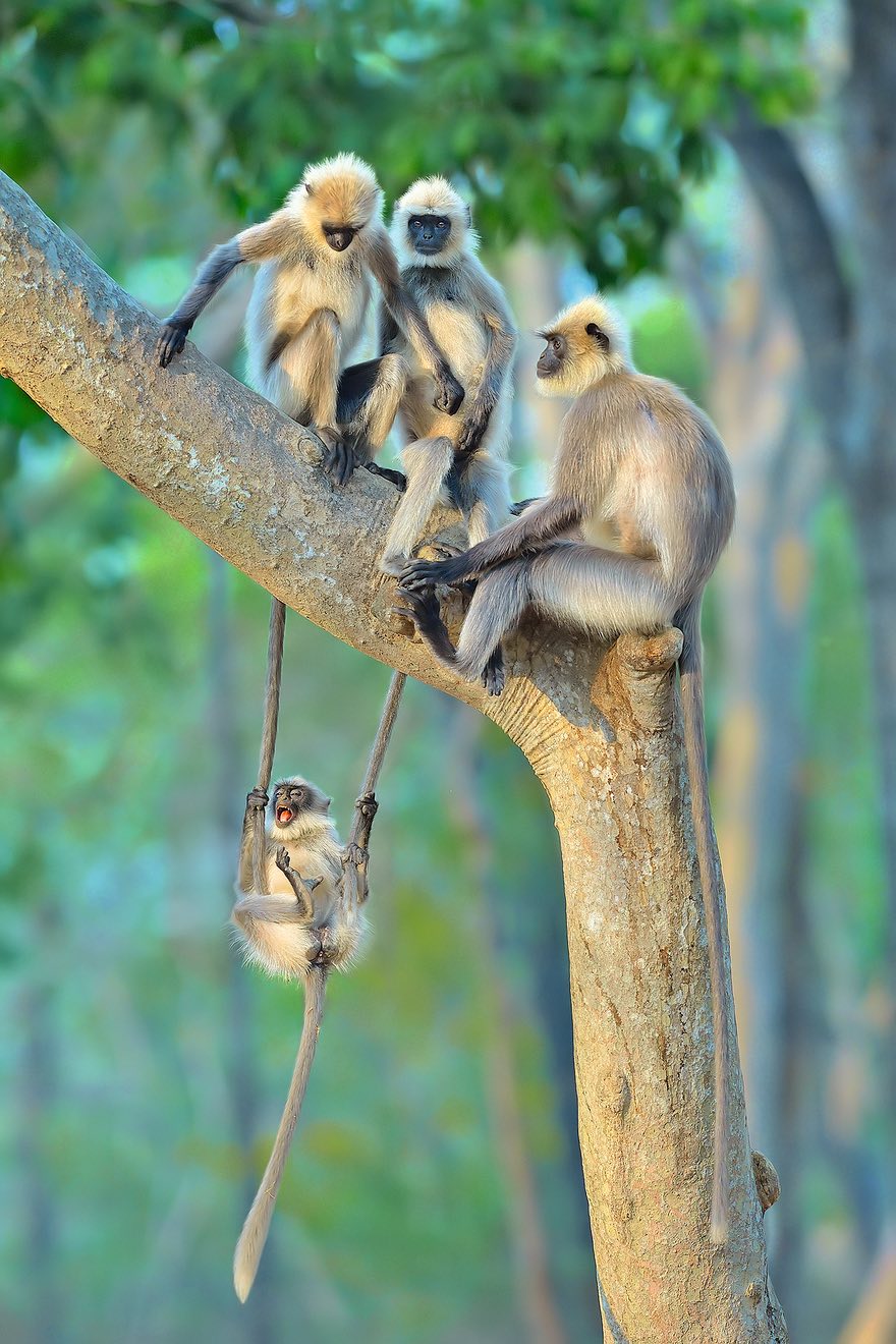 A Little Swinger, India by Thomas Vijayan