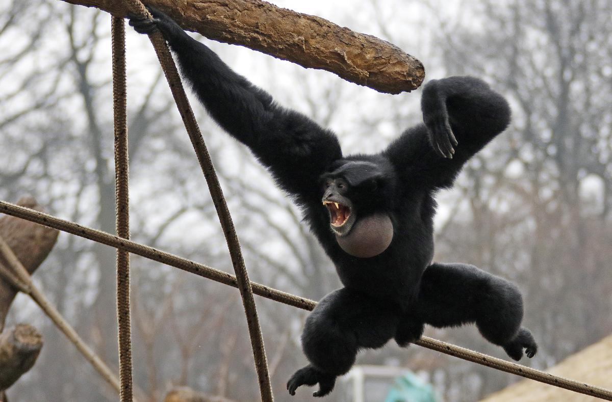 A Siamang at the Pittsburgh Zoo in Pittsburgh