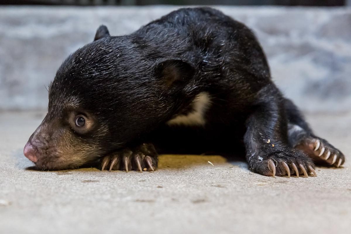 A Sloth bear cub (Melursus ursinus) in Berlin, Germany