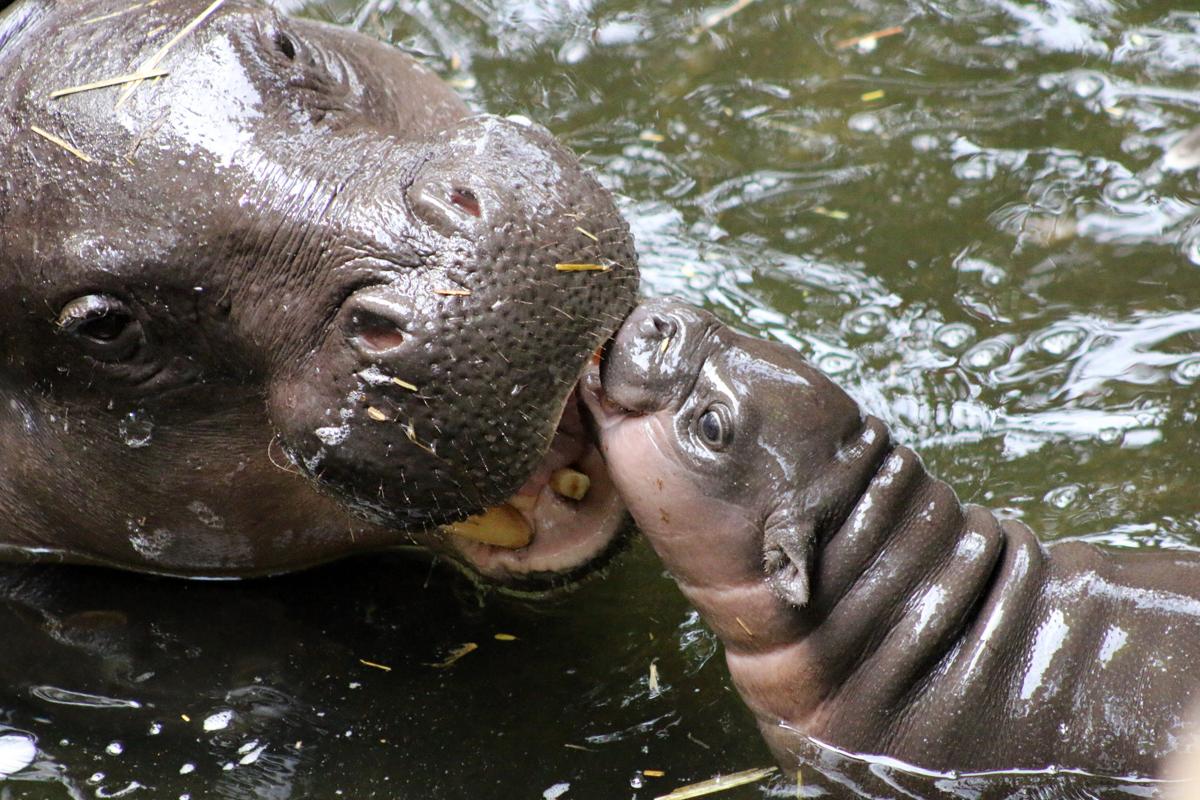 A baby pygmy hippo (R at Taronga Zoo