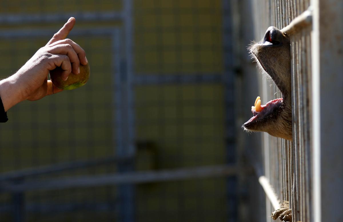 A bear stands in its cage at the Mumtaz al-Nour zoo in eastern Mosul