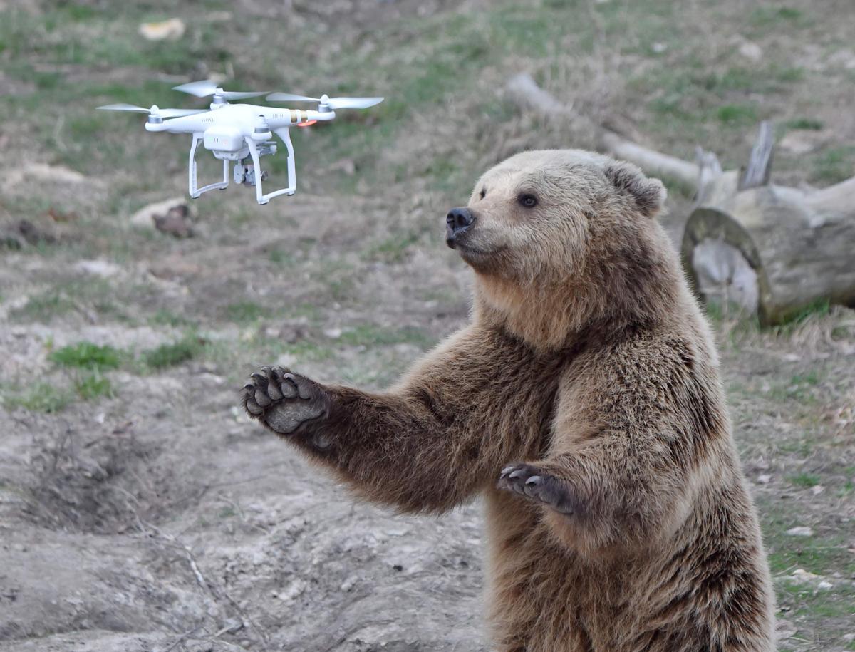 A brown bear reacts to a quadrocopter drone near Zhytomyr