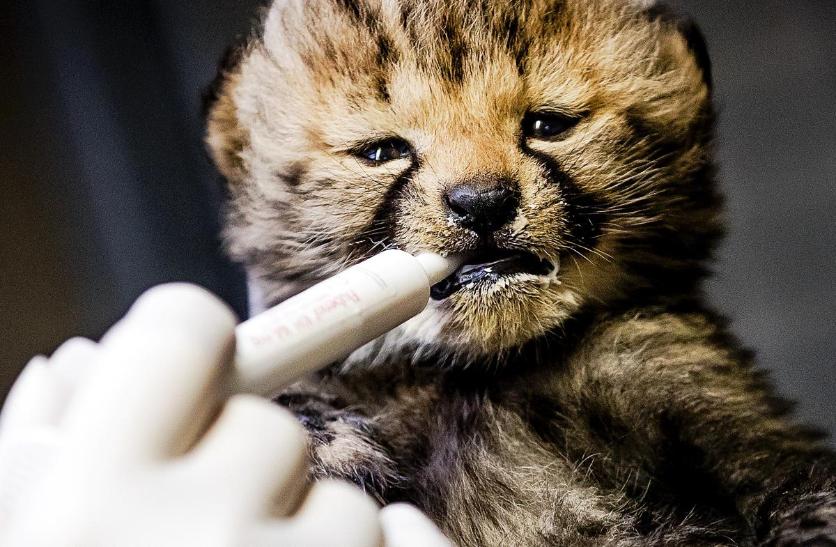 A cheetah cub at the Safari Beekse Bergen in Hilvarenbeek