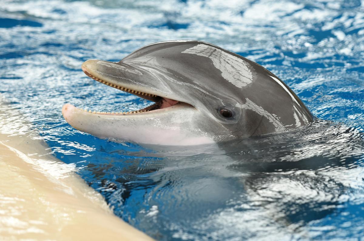 A dolphin at Brookfield Zoo, Brookfield, Illinois by Daniel Boczarski