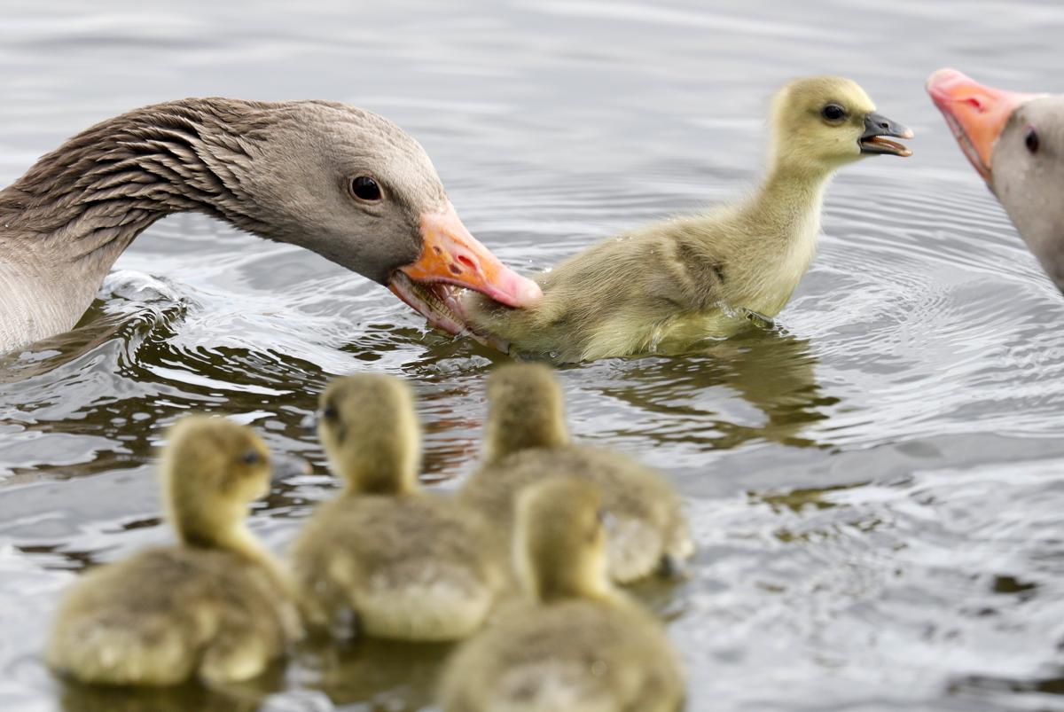 A gray goose (Anser anser) in the nature reserve Wagbachniederung near Karlsruhe, Germany