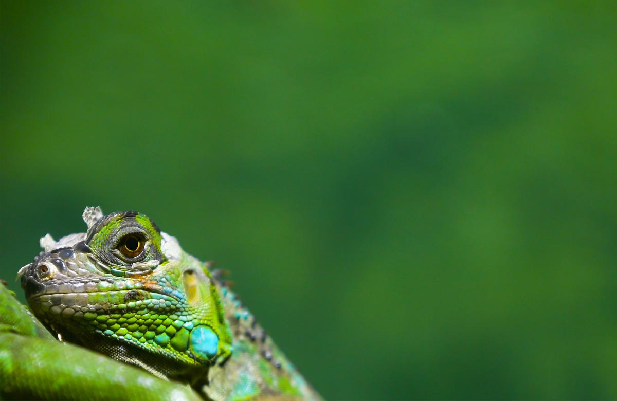 A green iguana sits at the zoo of San Salvador, El Salvador