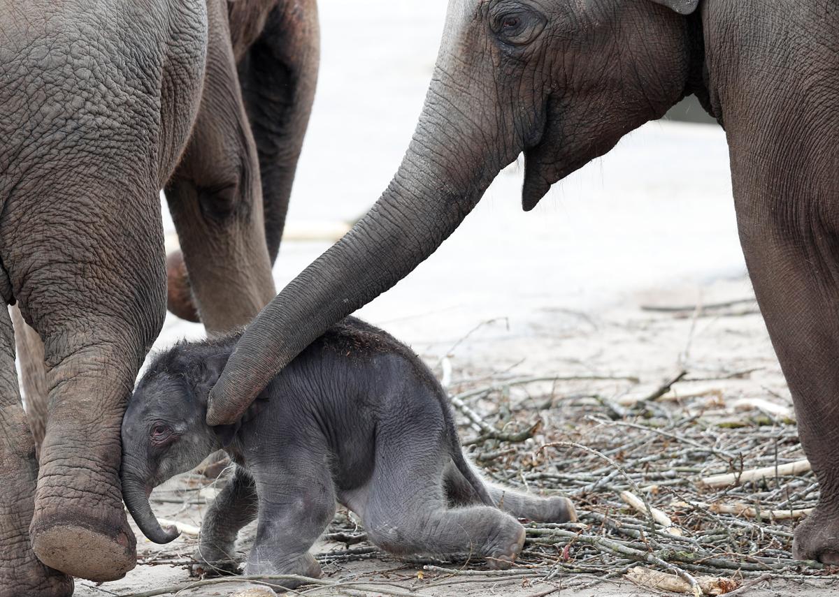 A newborn male elephant-calf (C) in the Cologne Zoo enclosure in Cologne, Germany