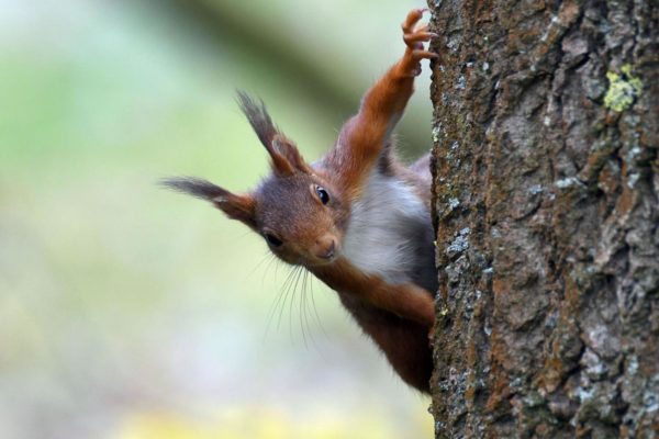 A squirrel in a park in Cologne