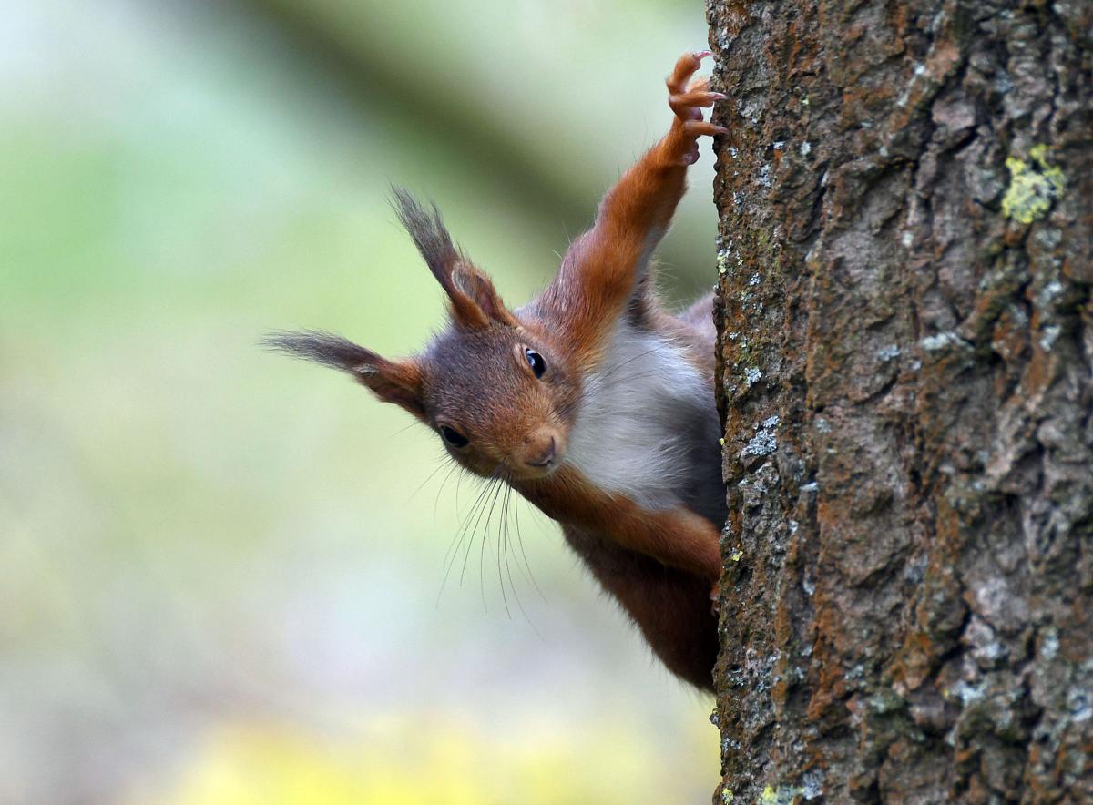 A squirrel in a park in Cologne