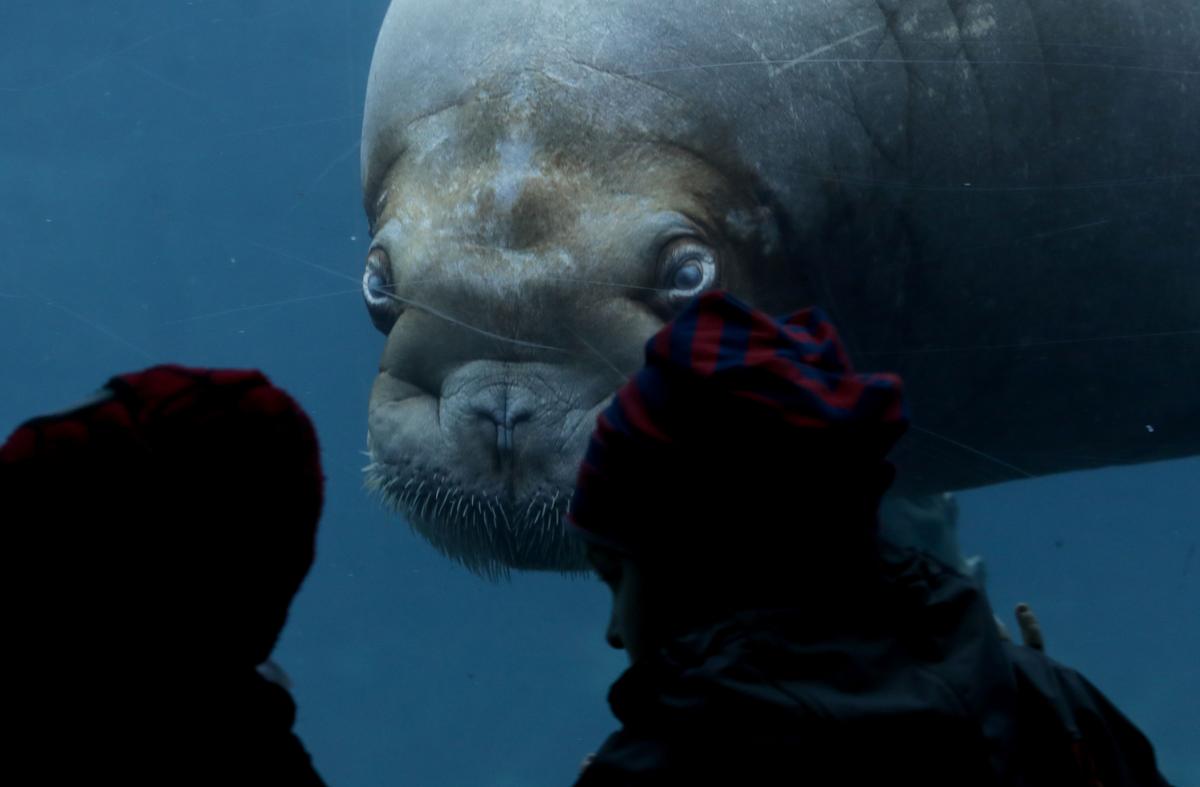 A walrus (Odobenus rosmarus) in a zoo Hamburg