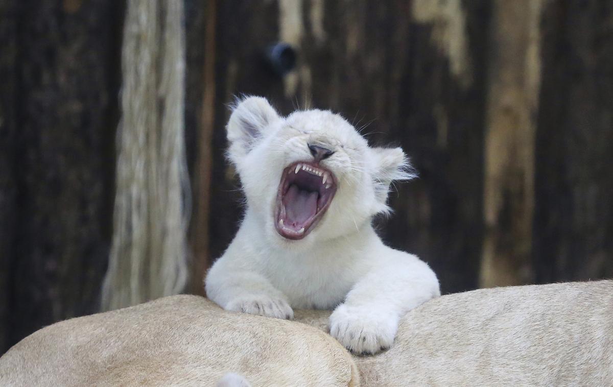 A white lion cub in a zoo in Magdeburg, Germany