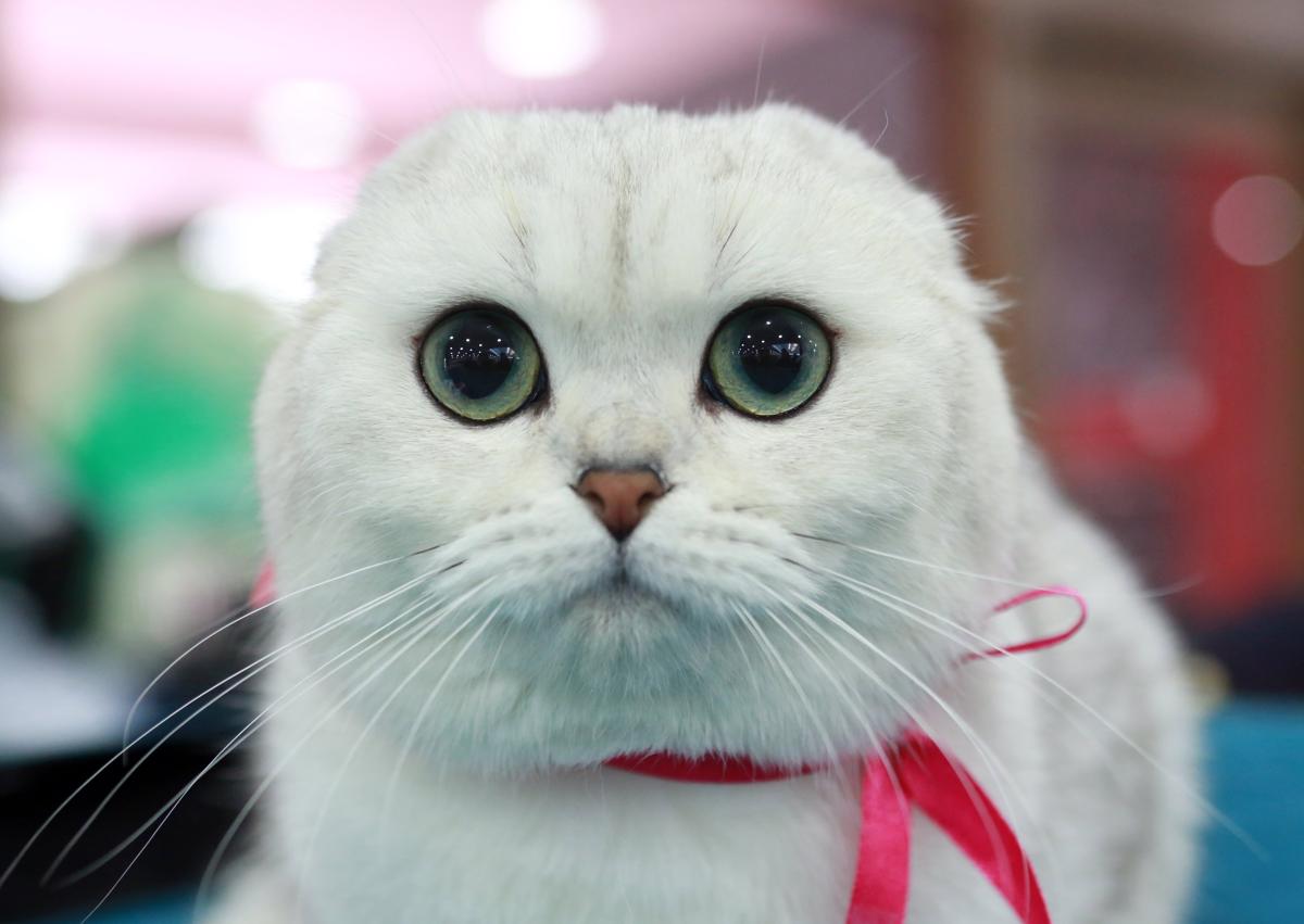 A ‘Scottish Fold’ at a cat exhibition in Bishkek, Kyrgyzstan