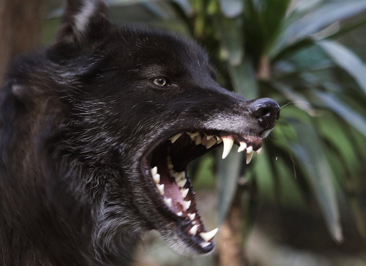 Amarok, a wolf of the species ‘canis lupus’ in the Santa Fe Zoological Park in Medellin, Colombia