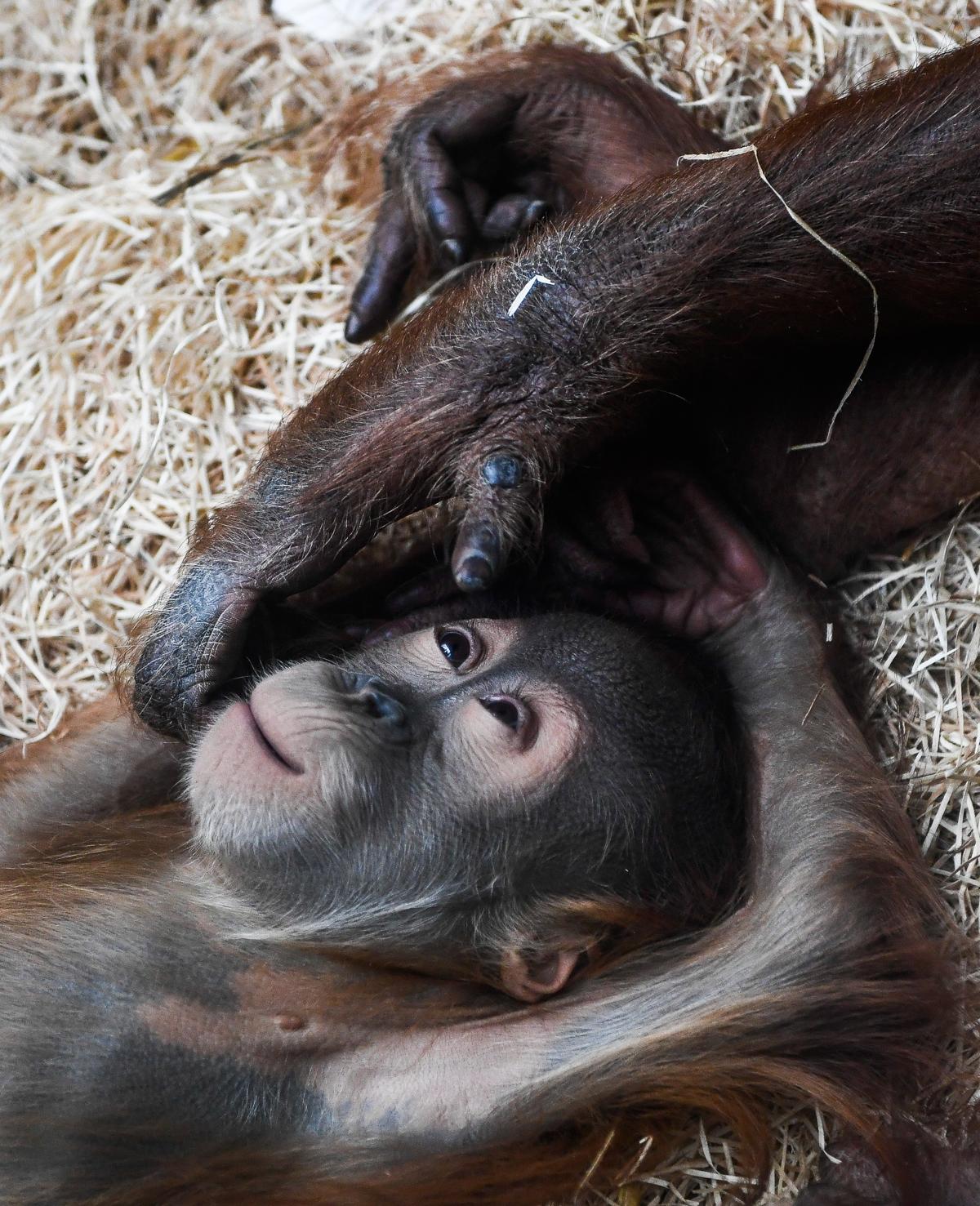 Baby orang-utan Dalai in the zoo in Dresden