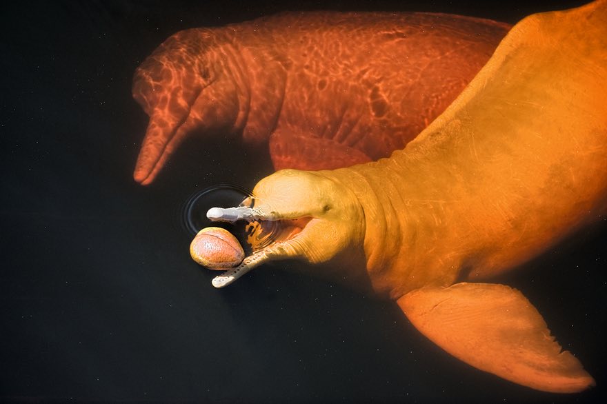 Boto Ball Play, Rio Negro, Amazon, Brazil by Kevin Schafer