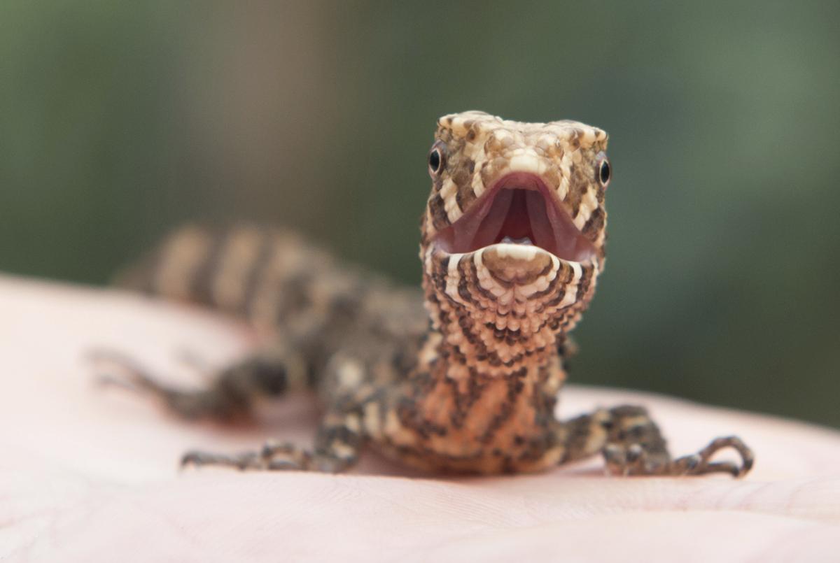 Chinese crocodile lizard at Dresden Zoo in Dresden, eastern Germany by Sebastian Kahnert