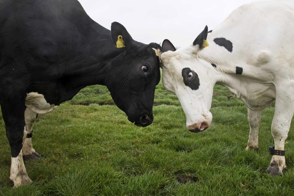 Cows frolick around at Ouderkerk aan de Amstel, Netherlands