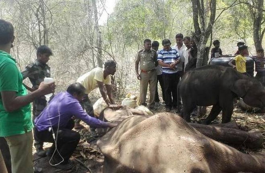 Touching Animal Rescue Scene: villagers and forest staff save a drought  hit, dehydrated mother elephant and her calf - Planet Custodian