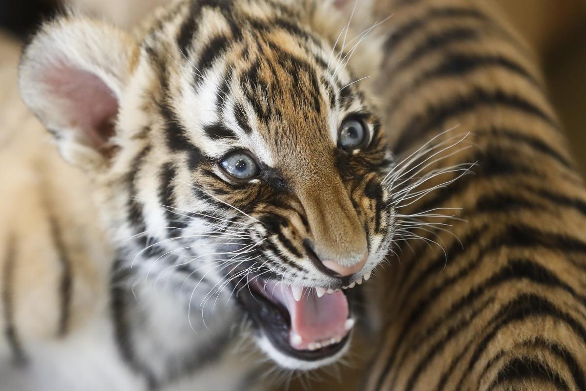 Malaysian tiger cubs at the Cincinnati Zoo Botanical Gardens