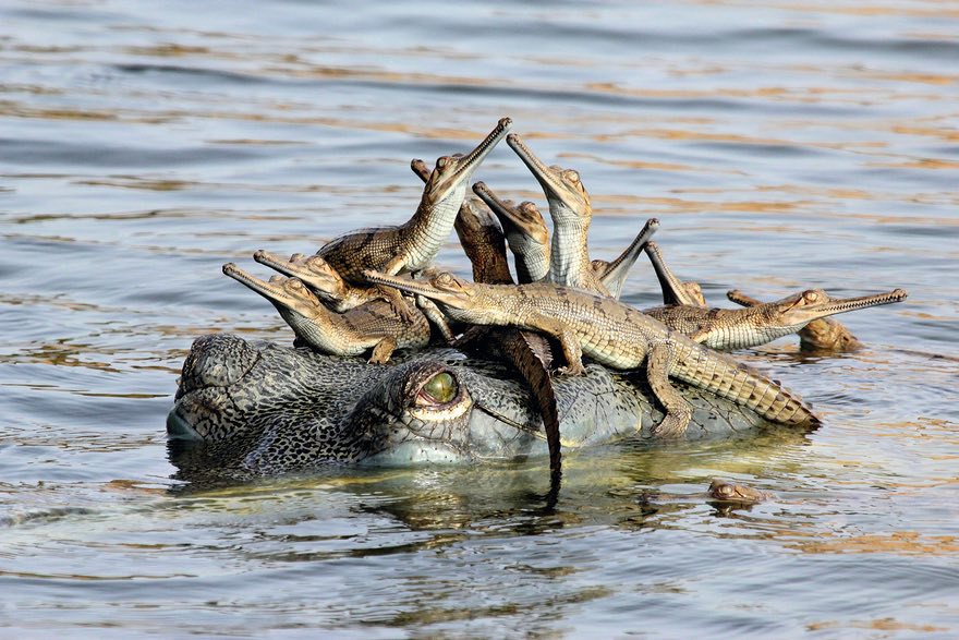 Mother’s Little Headful, Chambal River, India by Udayan Rao Pawar