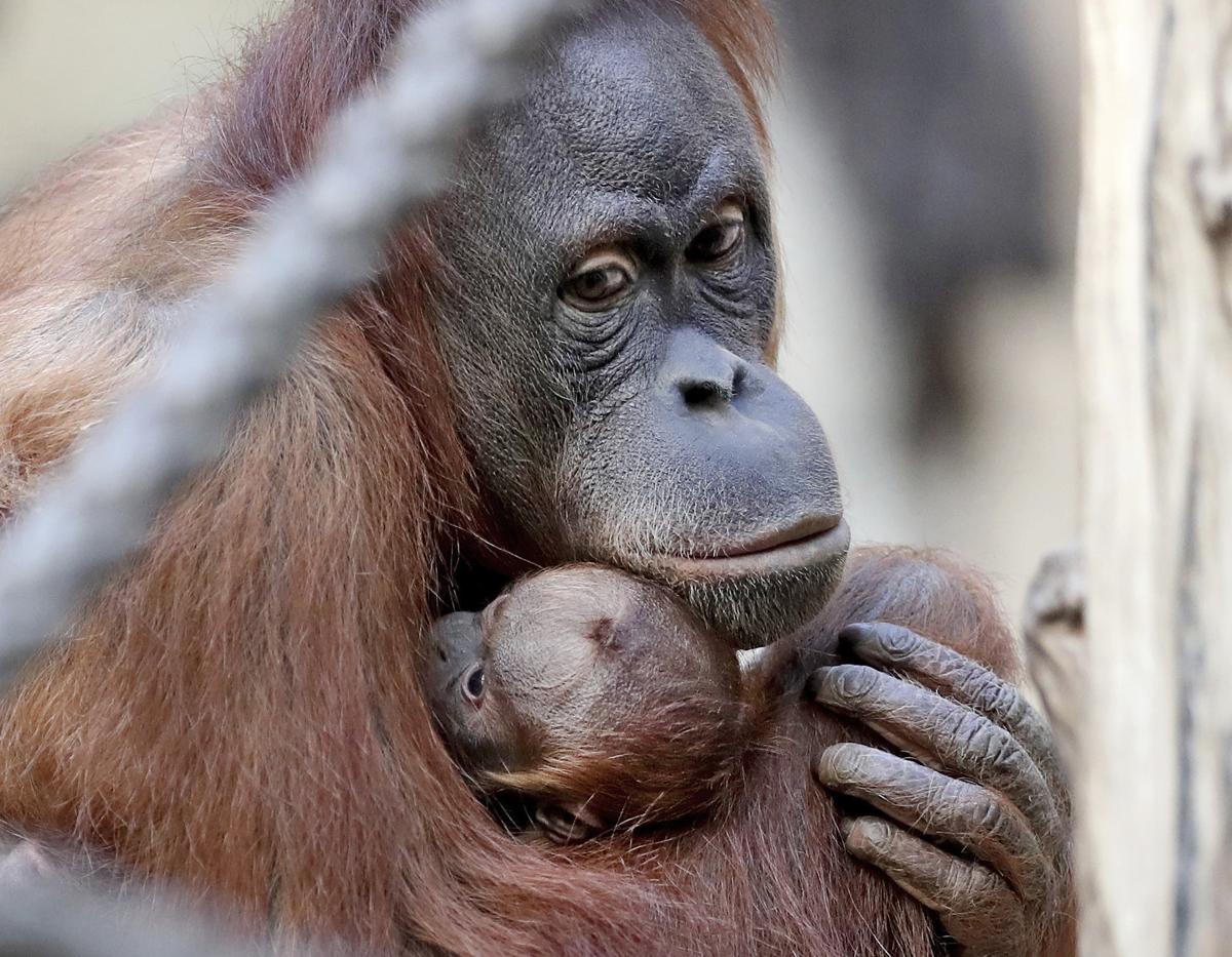 Orangutan with her cub at the zoo in Leipzig, eastern Germany