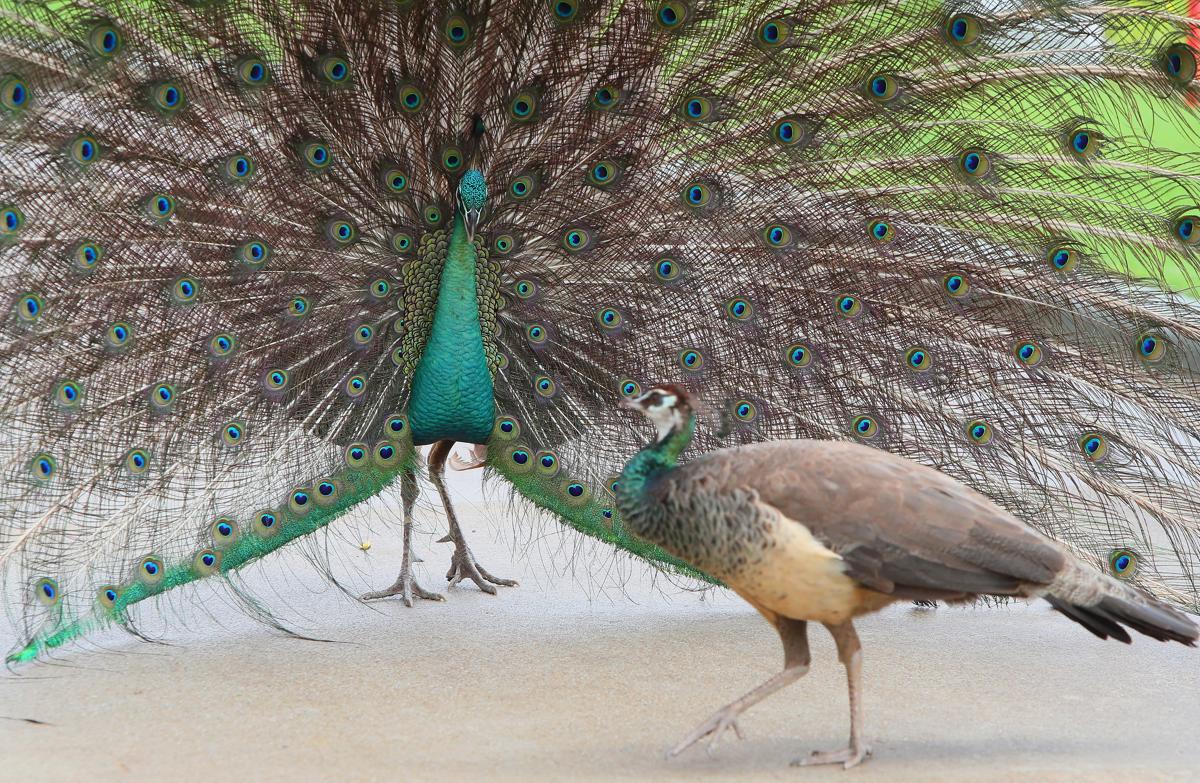 Peacock in Singapore