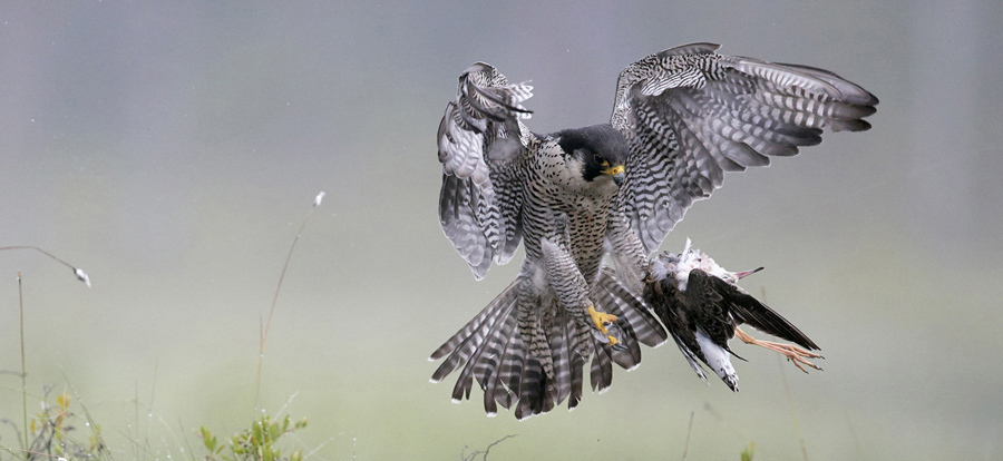 Peregrine has caught a Ruff by Markus Varesvuo