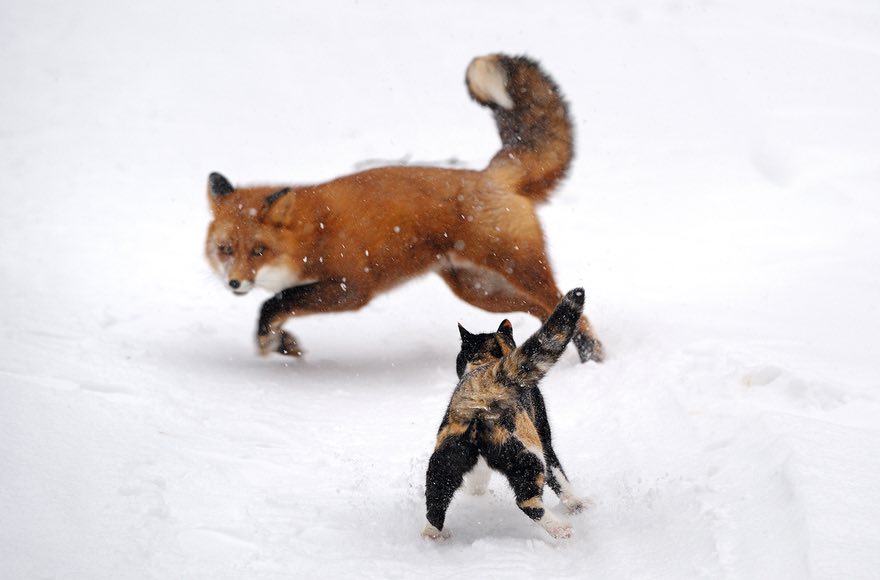 Respect, Kronotsky nature reserve, Russia by Igor Shpilenok