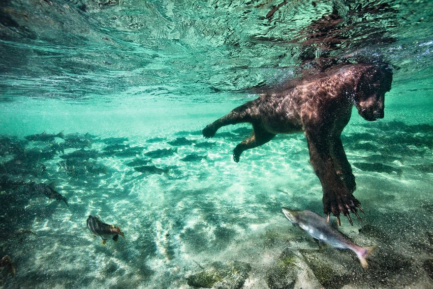 Salmon Swipe, Katmai national park, Alaska by Paul Souders