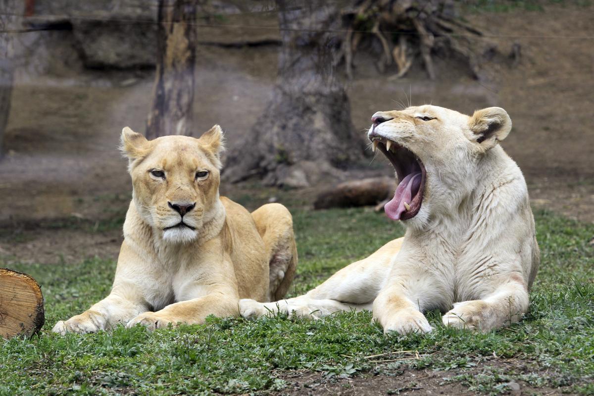 Siberian tigers in Tbilisi Zoo, Georgia