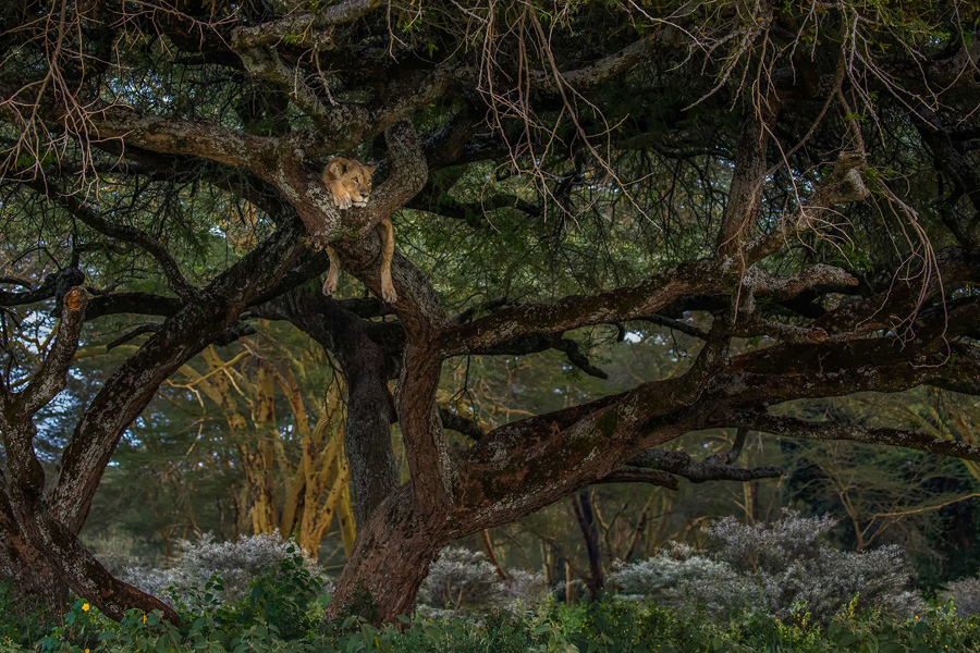 Sleeping beauty by Deveni Nishantha Manjula