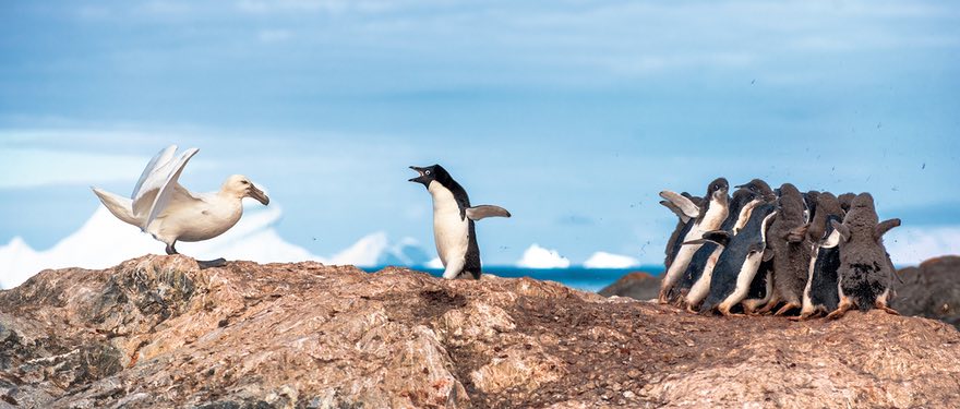 The Penguin Protector, Antarctica By Linc Gasking