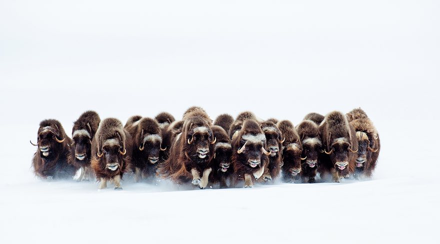 The Stampede, Victoria Island, Canada by Eric Pierre