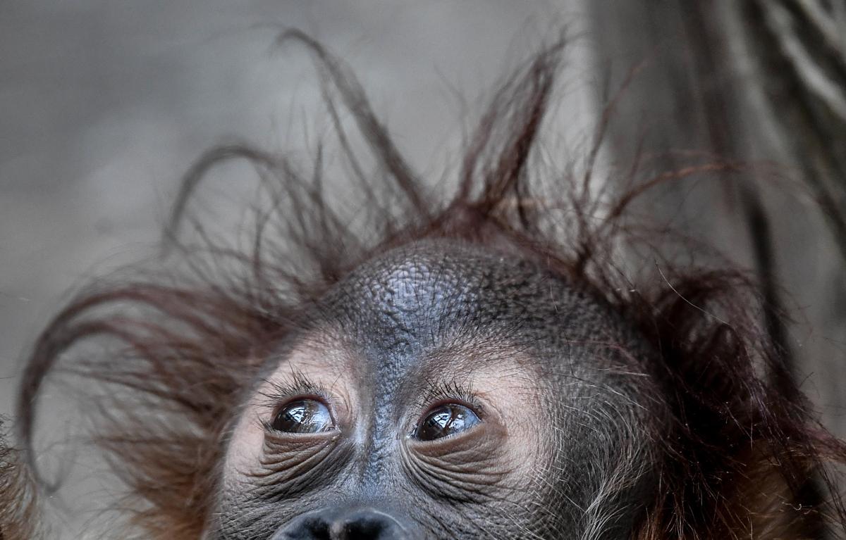 Two-year-old baby orangutan ‘Dalai’ in Dresden, Germany